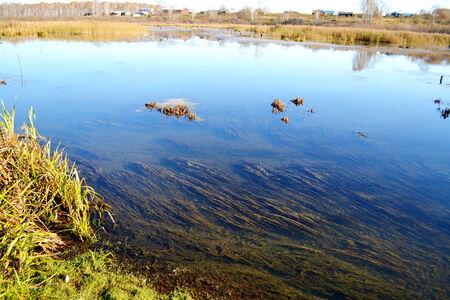 Summer in steppe and on lake sprouts many colour