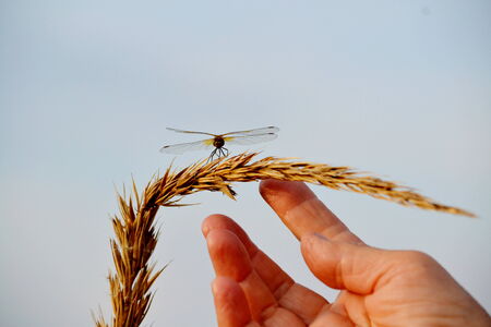 At warm year day insect steppes proceed with duplicationの写真素材