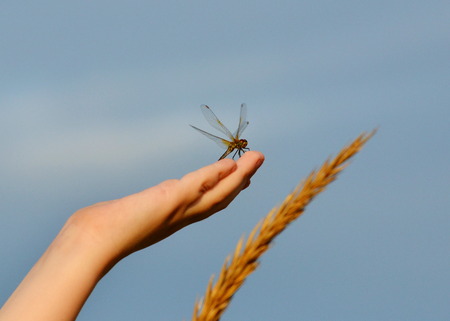 At warm year day insect steppes proceed with duplicationの写真素材