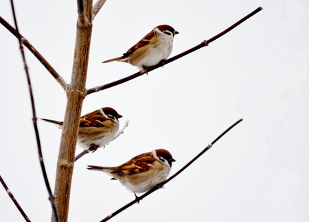 Gray sparrow is most often meeting bird in steppe Altayaの写真素材