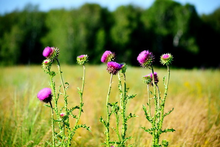 Summer in steppe grows much field coloursの写真素材