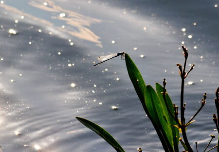 Summer in steppe and on lake sprouts many colourの写真素材