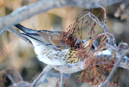 In winter, the thrushes fly to eat berry in garden