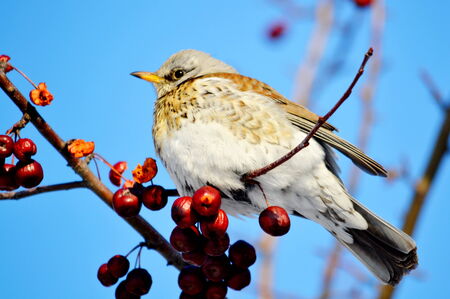 In winter, the thrushes fly to eat berry in gardenの写真素材