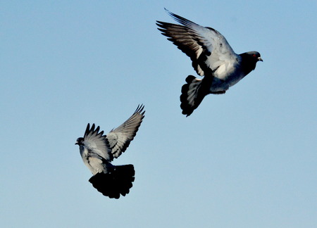 Town dove all the year round live near by personの写真素材