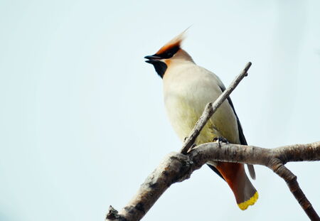 At autumn day of the waxwings eat on snow by red berryの写真素材