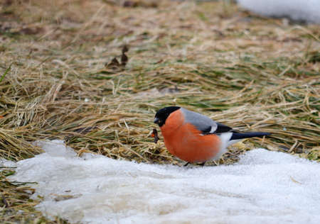 At the end of the winter bullfinch are going to bull s-eye eats in gardensの写真素材