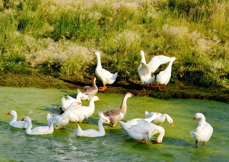 Home geese live on lake near by village の写真素材