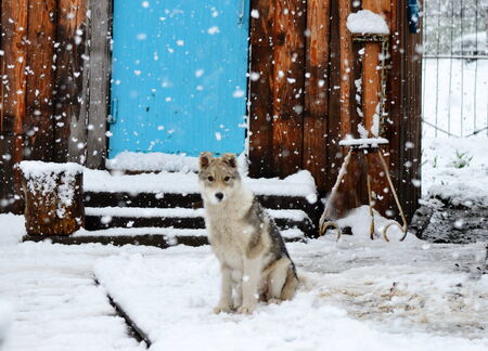 Ohotnichii dogs of the kidskin help person on hunt 