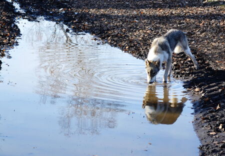 Ohotnichii dogs of the kidskin help person on hunt の写真素材