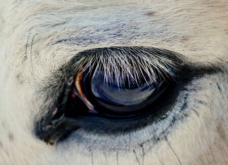 Home animals render greater help in lifes of the person の写真素材