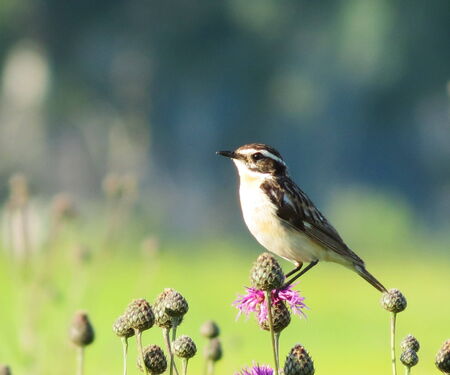            Steepe birds play important role in steepe region                     の写真素材