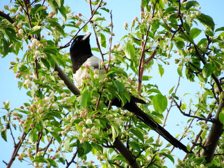 Steepe birds play important role in steepe region の写真素材