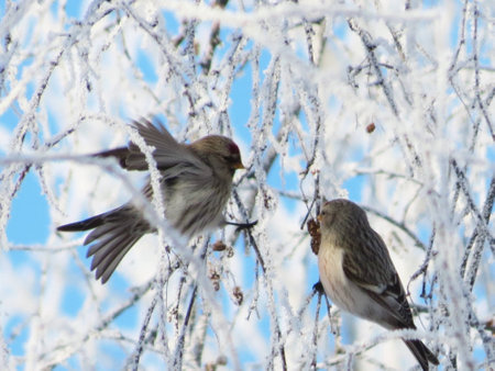 Small birds of the steppes form greater group an animalの写真素材