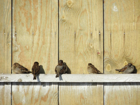 Small birds of the steppes form greater group an animalの写真素材
