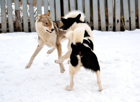 Ohotnichii dogs of the kidskin help person on hunt 