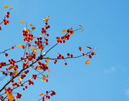 Steepe berry plays greater role in ration of the person の写真素材