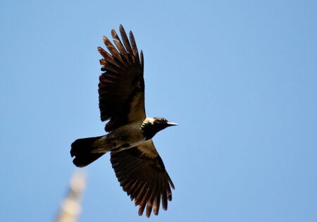 Steepe birds play important role in steepe region の写真素材