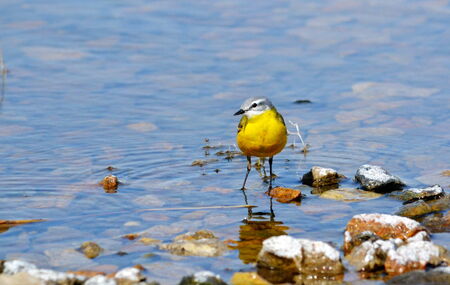 Steepe birds play important role in steepe region の写真素材