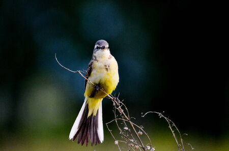 Steepe birds play important role in steepe region 