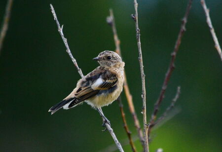 Steepe birds play important role in steepe region の写真素材