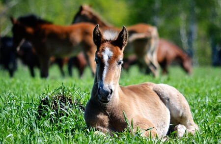 Home animals render greater help in lifes of the person の写真素材