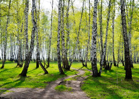 Springtime trees in steppeの写真素材