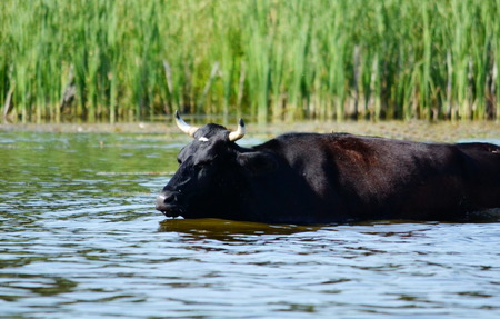 Home animals render greater help in lifes of the person の写真素材