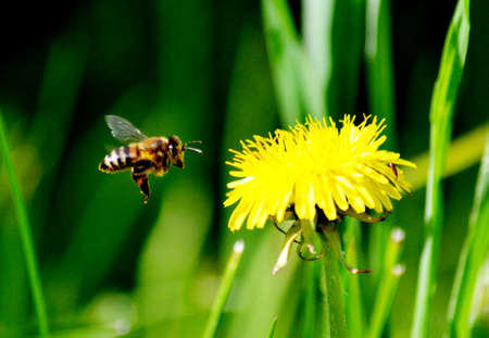 Much different small insects inhabit steppe and wood 