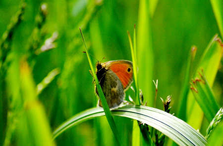 Much different small insects inhabit steppe and wood 