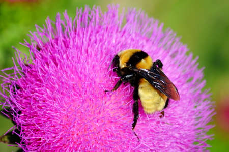 Much different small insects inhabit steppe and wood 