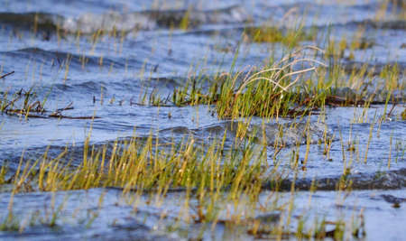 Nature Altaya in any season of the year pleases eye of the photographer の写真素材