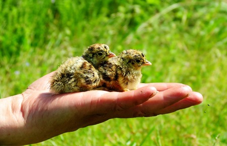 Clever hands of the person help person in lifes の写真素材