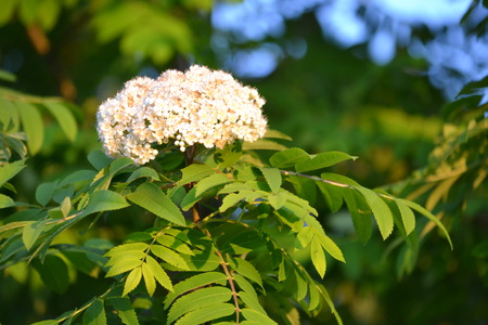 Springtime in steppe gives much interesting plots for artistの写真素材