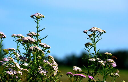 Much beautiful colours grows in steppe Altayaの写真素材