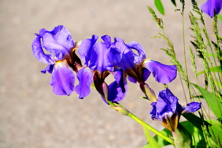 Steepe colour Altaya play greater role in lifes of the bees 