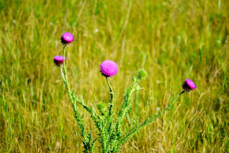 Steepe colour Altaya play greater role in lifes of the bees の写真素材