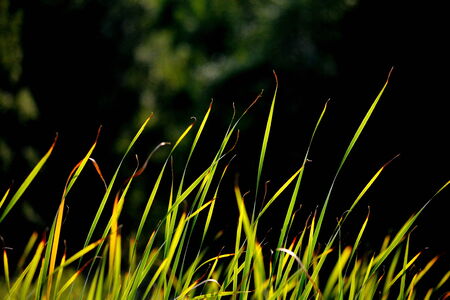 Nature Altaya pleases their own paint an artist and photographerの写真素材