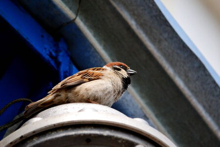 Birds Altaya present greater group steepe animalの写真素材