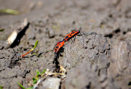 Insect of the steppes present greater group an invertebrate animalの写真素材