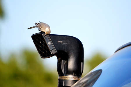 Small birds of the steppes form greater group an animalの写真素材