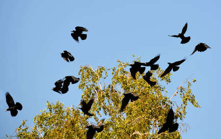 Small birds of the steppes form greater group an animalの写真素材