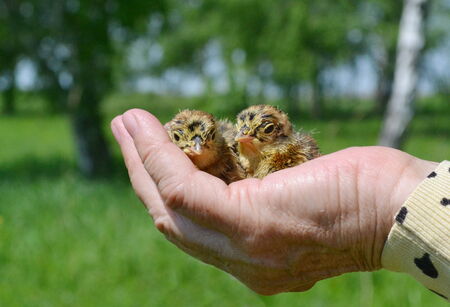 Steepe birds Altaya from big amount typeの写真素材