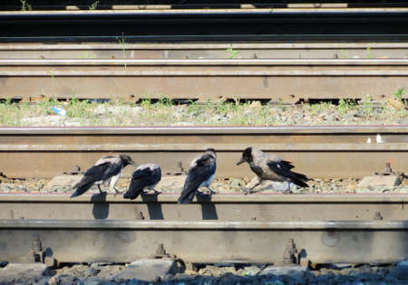 Steepe birds Altaya from big amount typeの写真素材