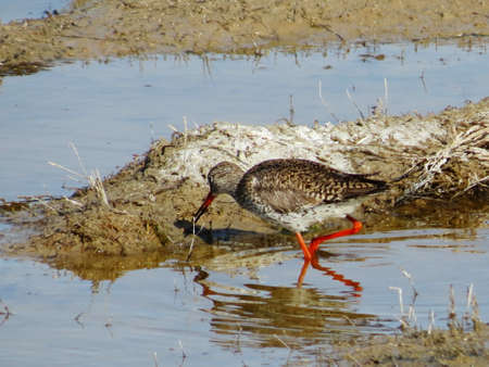 Steepe birds Altaya from big amount typeの写真素材