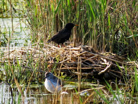 Steepe birds Altaya from big amount typeの写真素材