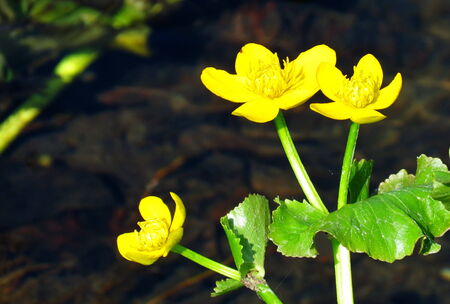 Much different colours decorate steepe and timber landscapeの写真素材