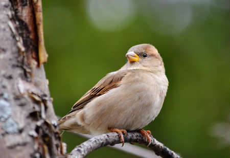 Steepe birds Altaya from big amount typeの写真素材