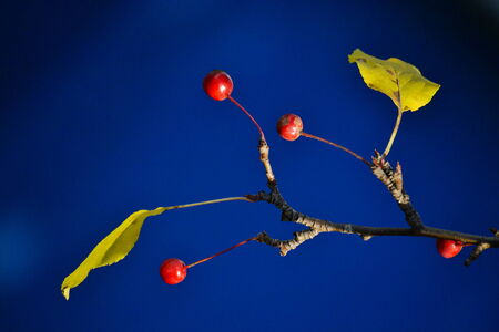 In nature and real life possible often to see beautiful mosaicの写真素材