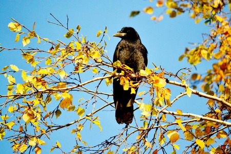 Steepe birds Altaya from big amount typeの写真素材